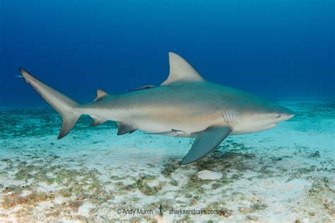 Bull Shark - Carcharhinus leucas