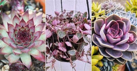 14 Sensational Purple Succulents You Will Love - Gardening Chores