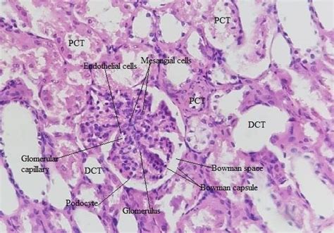 Renal Tubule Histology