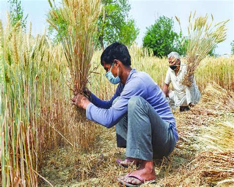 Harvesting problem crops up in lockdown