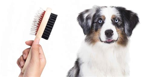 79+ Australian Shepherd Grooming Tools - l2sanpiero