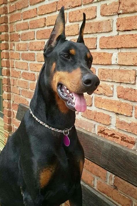 I just wish his ears were'nt cropped #dobermanpinscher | Doberman ...