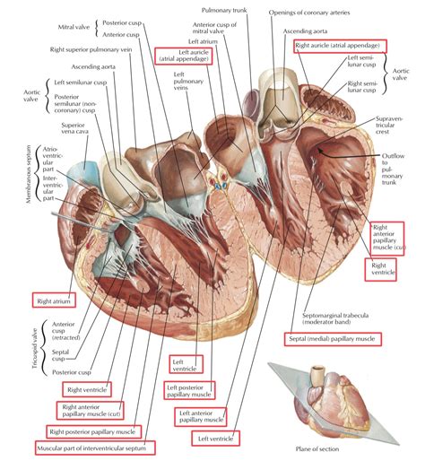 Conus Arteriosus