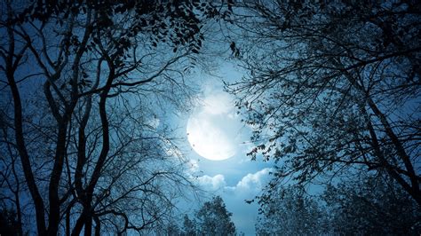 Night Sky Moon And Trees