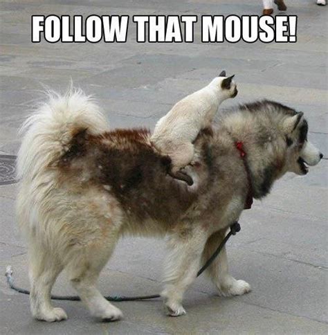 follow that mouse :) . funny cat and dog . for more | Animais bonitos ...