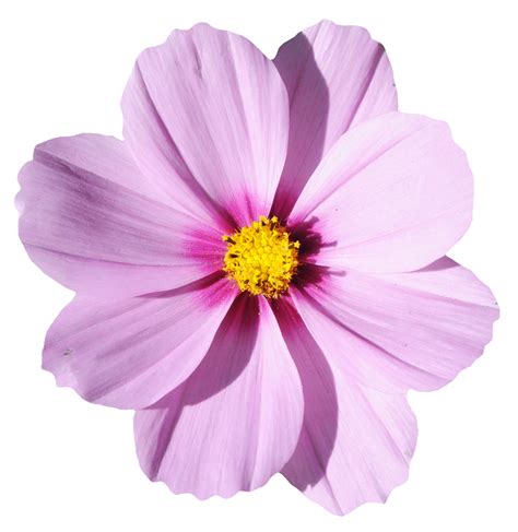 Free Download Single Flower PNG HD Quality