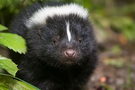 9 Splendid Facts About Skunks You Might Not Know Cottage Life Skunk ...