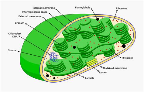 Chloroplasts Diagram - Dna In Chloroplast , Free Transparent Clipart ...