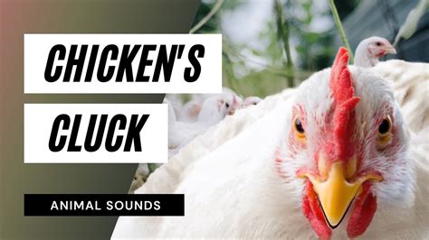 Chicken's Cluck - chicken sounds - learn clucking sound effects of ...