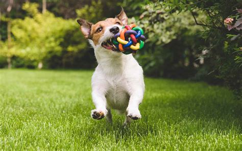 Five Minutes With The Robust Jack Russel - Dig-In