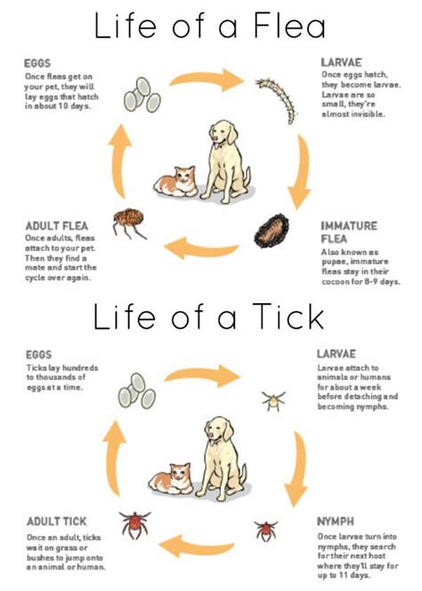 5 Best Dog Flea Shampoos Against Ticks, Fleas & Lice