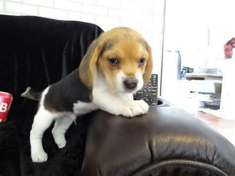 New Litter Pocket Beagle Puppies ~ Born 5-6-13 - Tiny Beagles Miniature ...