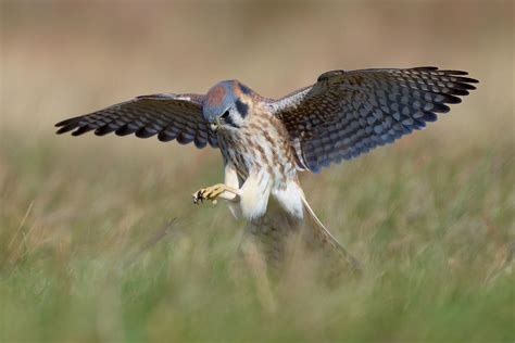 American Kestrel Hunting Photograph by Johnny Chen - Pixels