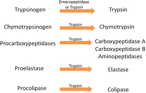 3.43 Protein Digestion in the Small Intestine | Nutrition Flexbook