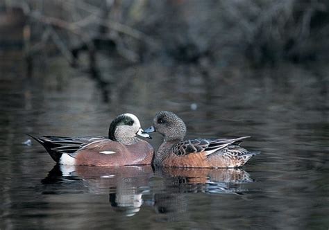 American wigeon — Ducks Unlimited Canada