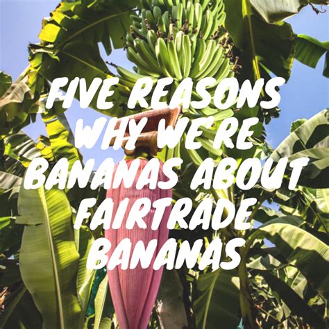 Five reasons to love Fairtrade bananas | Fairtrade Australia New Zealand