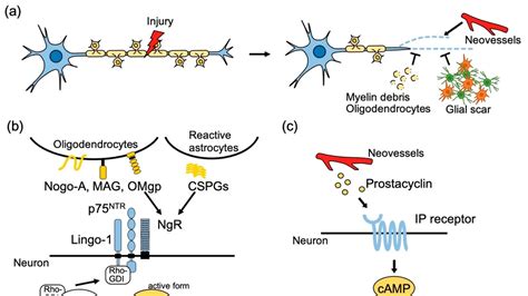 Revitalizing Nerve Regeneration: A Leap in Healing the Central Nervous ...