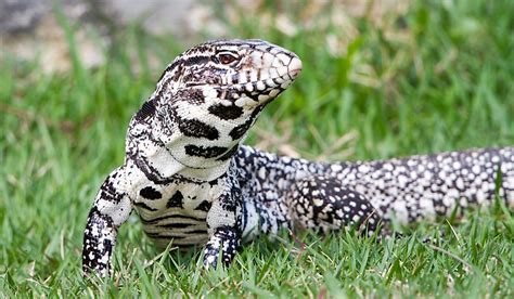 Argentine Black and White Tegu Facts - Animals of South America ...