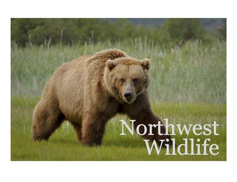 Wildlife photos from the Pacific Northwest | Wildlife photos, Wildlife ...