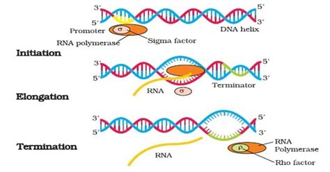 Prokaryotic Transcription Enzymes Steps Significance | Free Download ...