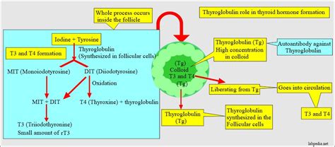 Anti-thyroglobulin antibody (Thyroid auto-antibody, Thyroglobulin ...