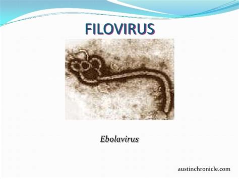 Filovirus