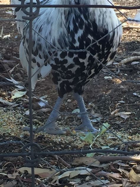 Deformed Silver Spangled Hamburg rooster | BackYard Chickens - Learn ...