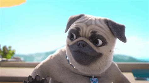 Pug-wink GIFs - Get the best GIF on GIPHY