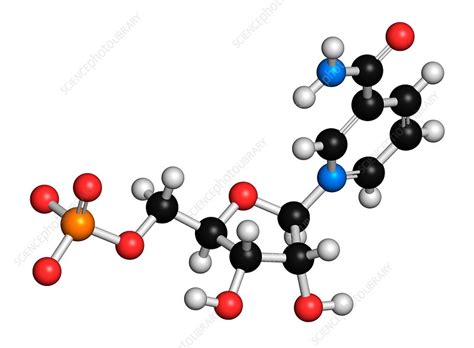 Nicotinamide mononucleotide molecule - Stock Image - F018/3119 ...