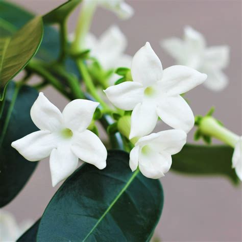 Jasmine Plant For Sale - Plant Ideas