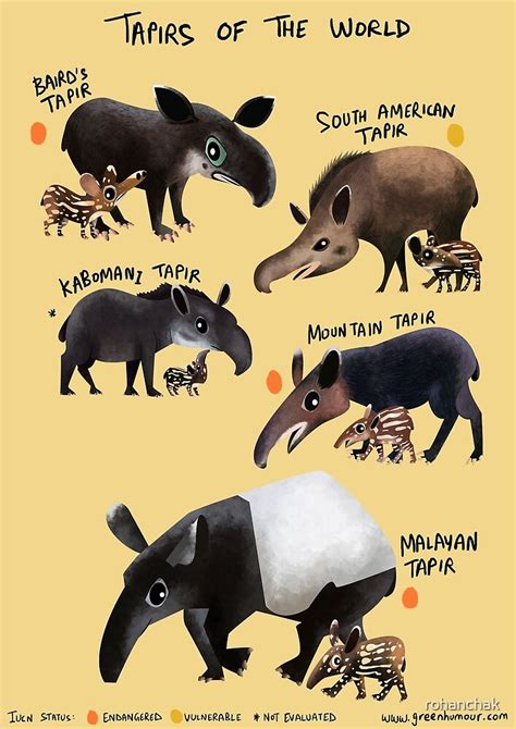 "Tapirs of the World" by rohanchak | Redbubble