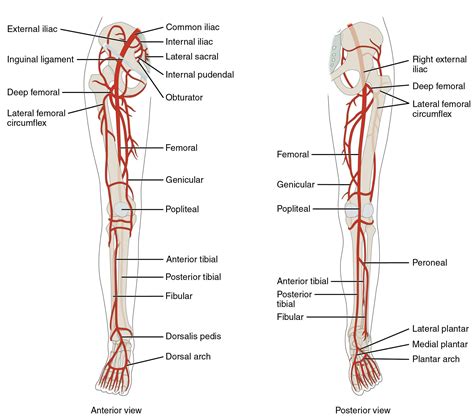 Labeled Muscles of Lower Leg | Arteries Anatomy, Lower limb, Medical ...