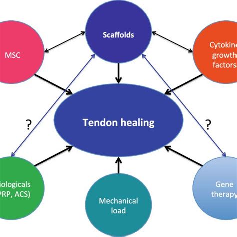 (PDF) Tendon healing: an overview of physiology, biology, and pathology ...