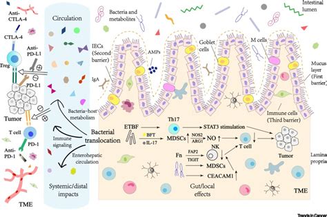 Gut Microbiota in Cancer Immune Response and Immunotherapy: Trends in ...