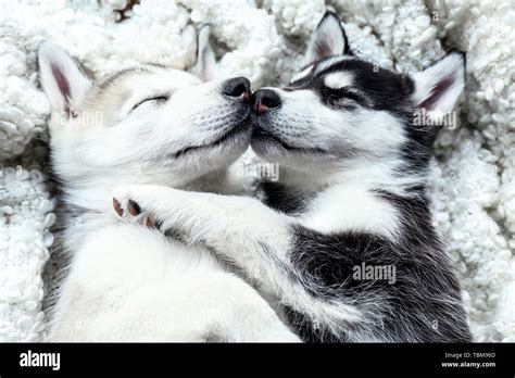 Cute Husky puppies sleeping at home Stock Photo - Alamy