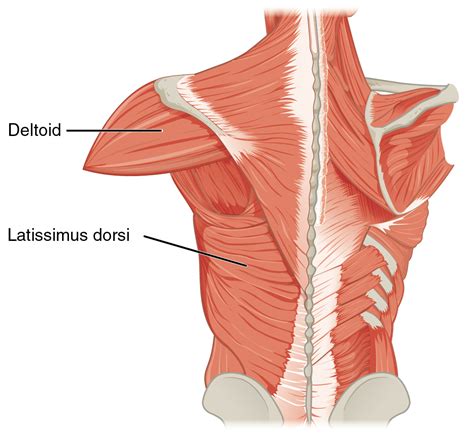 Músculo latissimus dorsi - Latissimus dorsi muscle - abcdef.wiki