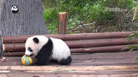 Cute panda cub playing ball - YouTube