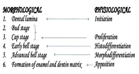 Tooth Development - Focus Dentistry