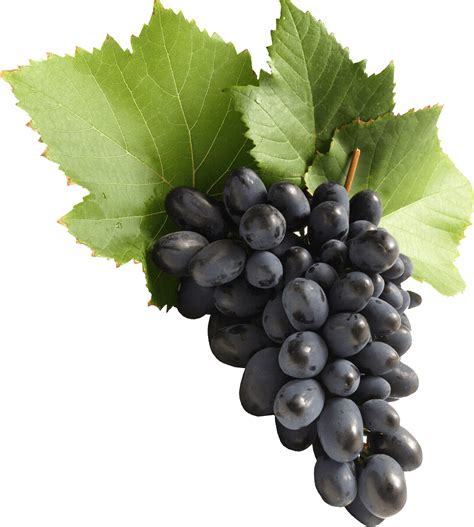 Black Grapes PNG File - PNG Mart