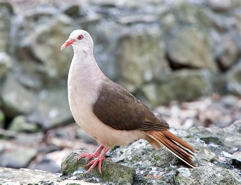 100+ Free Photos - Close up of pink pigeon of Mauritius