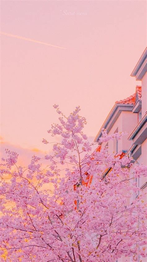 Details more than 66 aesthetic cherry blossom wallpaper - in.cdgdbentre