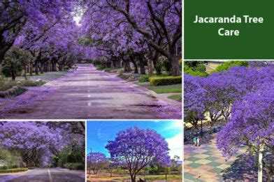 Jacaranda Tree Care | How To Care For It With No Mistakes ...