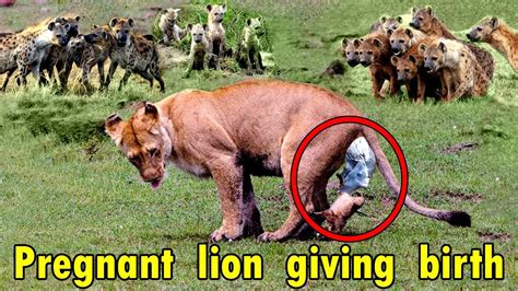 Pregnant Lion Giving Birth To Baby - Emotional and critical condition ...