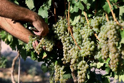 A Manifesto for the Agriculture and Natural Wine - Newsweek