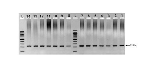 What is the simplest way to get rid of primer dimers in PCR? | ResearchGate