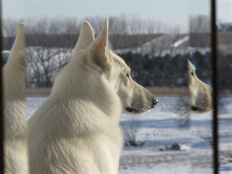 Cute Names For A White German Shepherd - Browse Best Names