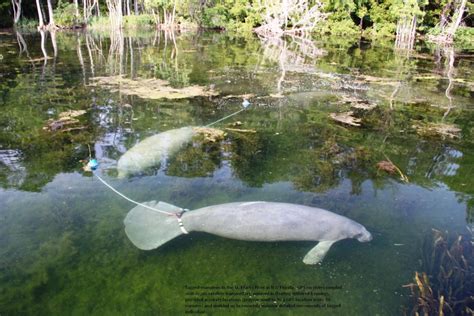 Monitoring Manatee Habitat | Land Imaging Report Site