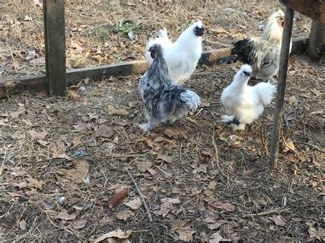 6 Silkie Chicken Hatching Eggs | eBay