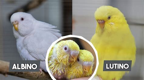 Breeding lutino + albino budgies 🐣 Baby budgie growth stages - YouTube