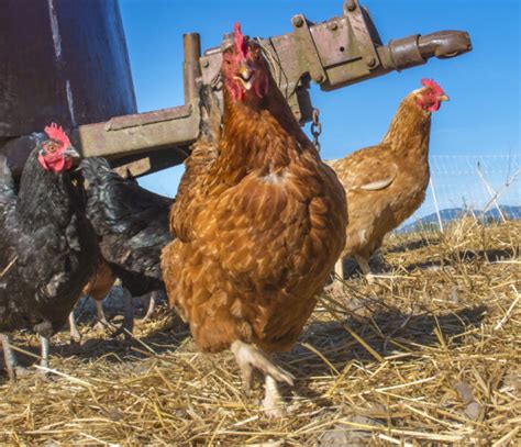 Budget-Friendly Tips for Purchasing Poultry Equipment Supplies - Chart ...